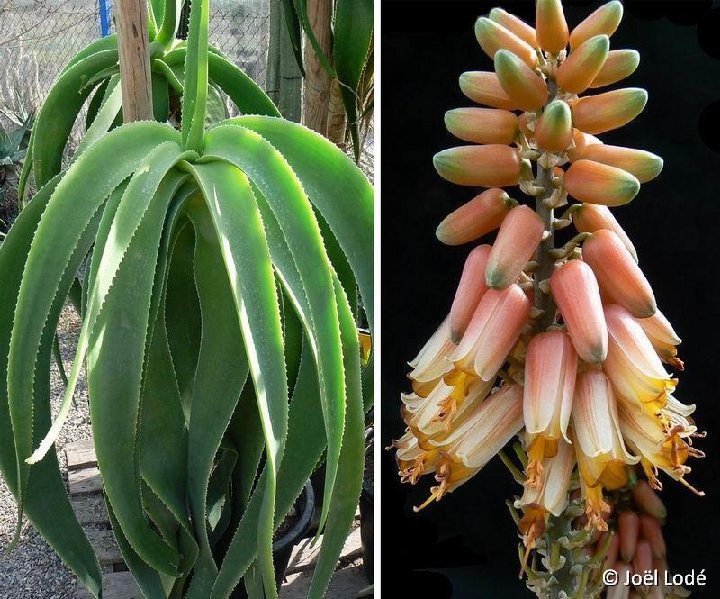 Aloe sabaea ISI953, Lavr.11407, Karia, Yemen ©JLcoll.354